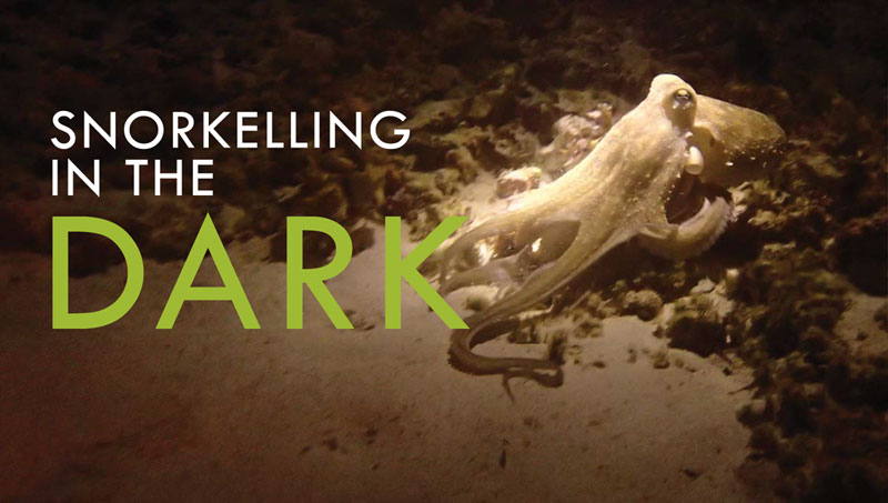 SNORKELLING In The Dark