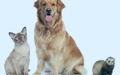Keys to Spain’s new PET LAWS