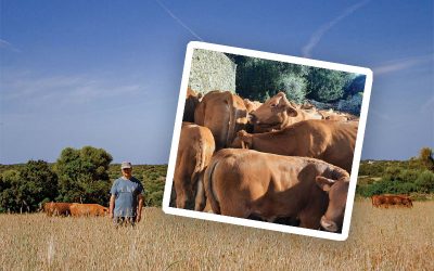 THE RED COW OF MENORCA – Vermella Menorquina