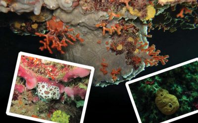 A SPONGE-HUNTING MISSION