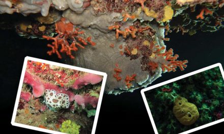 A SPONGE-HUNTING MISSION