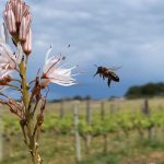 Give Me All Your HONEY