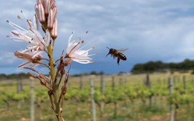 Give Me All Your HONEY