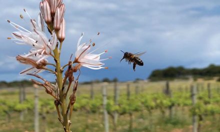 Give Me All Your HONEY