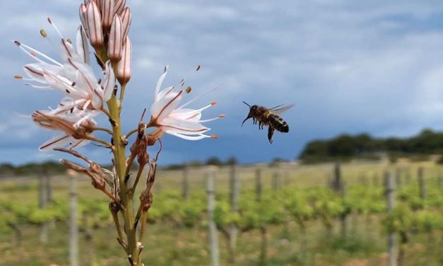 Give Me All Your HONEY