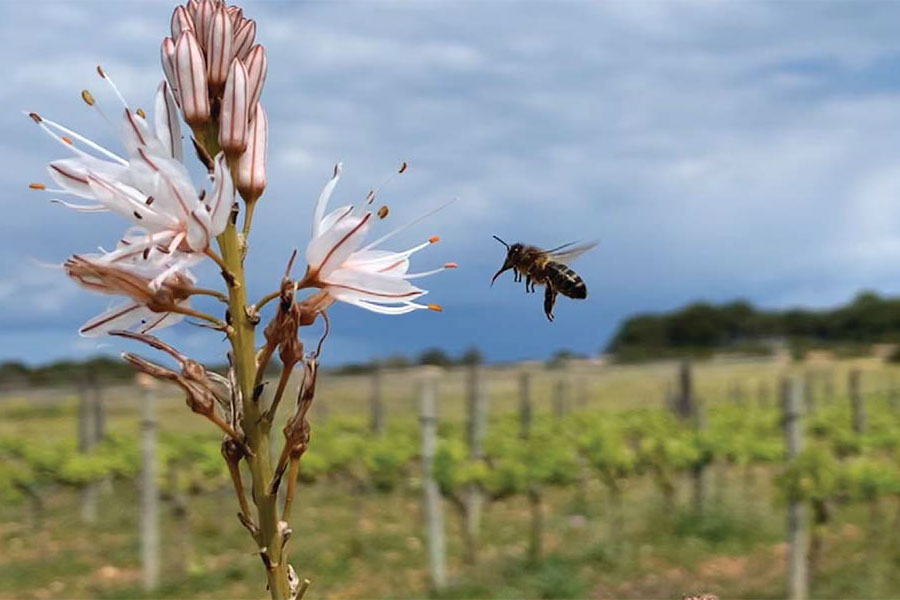 Give Me All Your HONEY