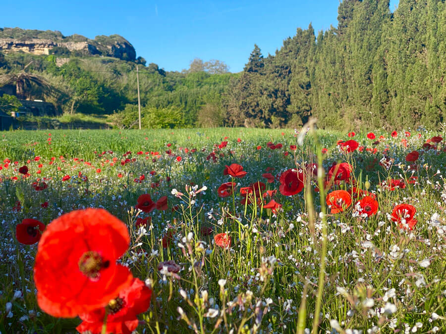 2 - Warne's - Mahon Figure of 8 walk 2 - Warne's - Mahon Figure of 8 walk