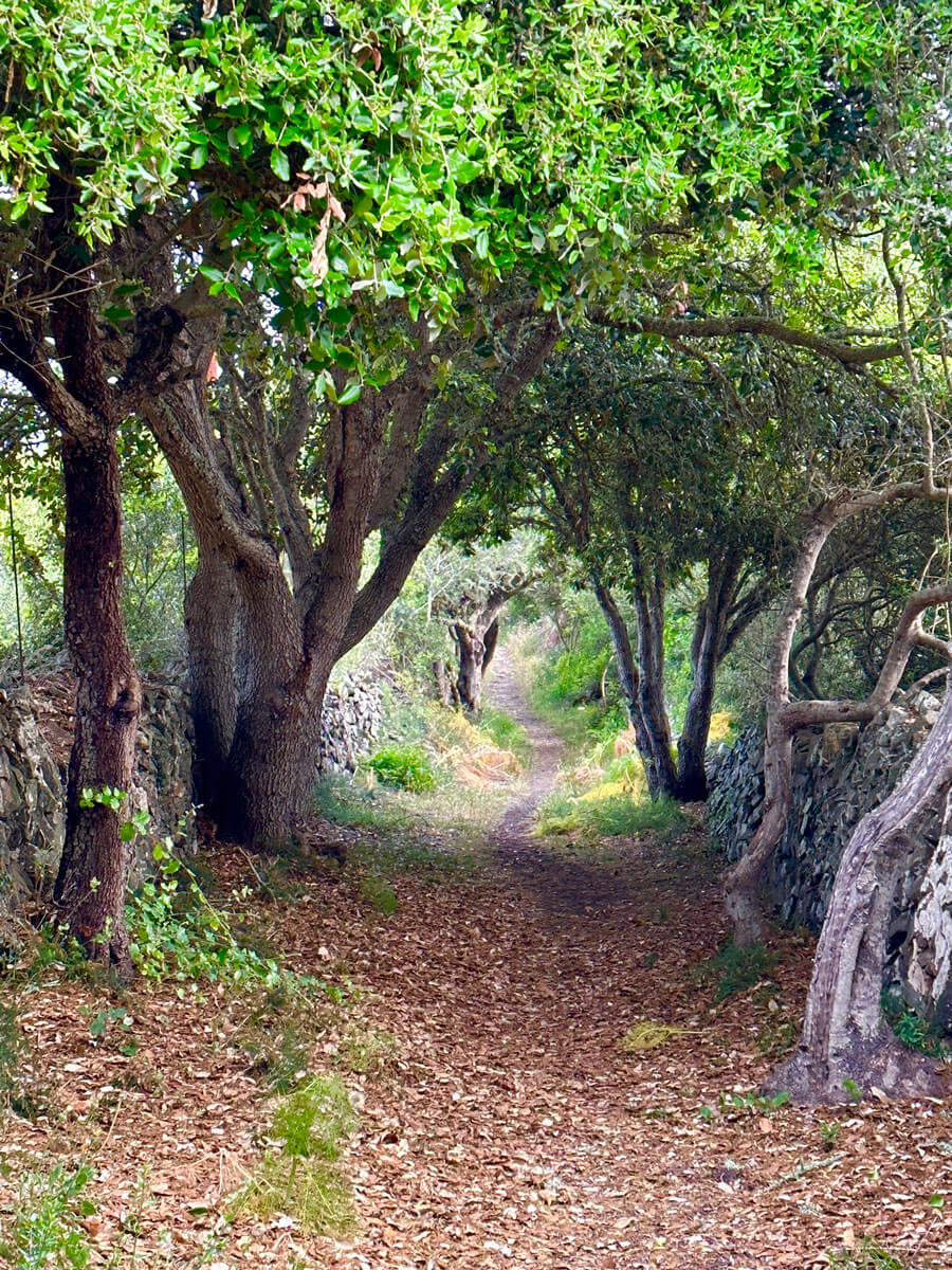 6 - Warne's - Mahon Figure of 8 walk 6 - Warne's - Mahon Figure of 8 walk